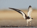 _MG_3272-7 American Oystercatcher- Mud-Dance.gif
