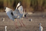 _MG_8872 White Ibis.jpg