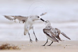_MG_6204 Sanderling.jpg