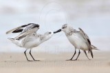 _MG_6215 Sanderling.jpg