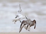 _MG_6217 Sanderling.jpg