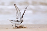 _MG_6224 Sanderling.jpg