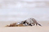 _MG_6225 Sanderling.jpg