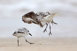 _MG_6228 Sanderling.jpg