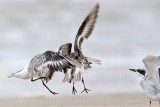 _MG_6232 Sanderling & Least Tern.jpg