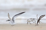 _MG_6235 Sanderling & Least Tern.jpg
