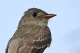 _MG_5661 Olive-sided Flycatcher.jpg