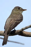 _MG_5668 Olive-sided Flycatcher.jpg