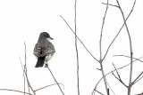 _MG_7760 Eastern Kingbird.jpg