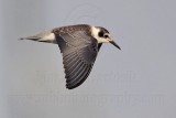 _MG_4330 Black Tern.jpg