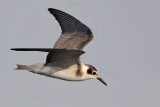 _MG_4331 Black Tern.jpg