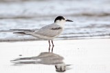 _MG_7877 Common Tern.jpg