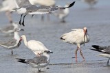 _MG_2122 White Ibis & Laughing Gull.jpg