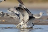 _MG_5642 Laughing Gull.jpg