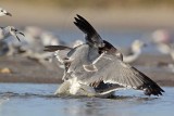 _MG_5643 Laughing Gull.jpg