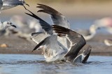 _MG_5645 Laughing Gull.jpg