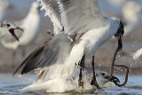 _MG_5654crop Laughing Gull.jpg