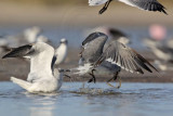 _MG_5655 Laughing Gull.jpg