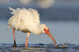 _MG_5759 White Ibis.jpg