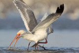 _MG_5764 White Ibis & Laughing Gull.jpg