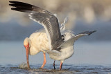 _MG_5767 White Ibis & Laughing Gull.jpg