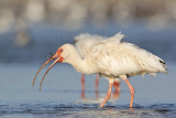 _MG_5809 White Ibis.jpg
