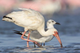 _MG_5866 White Ibis & Laughing Gull.jpg