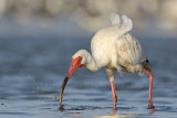 _MG_6002 White Ibis.jpg