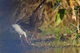 _MG_4114 Limpkin & White Ibis.jpg