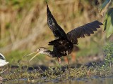 _MG_4117 Limpkin & White Ibis.jpg