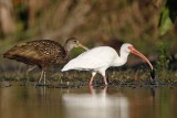 _MG_4214 Limpkin & White Ibis.jpg