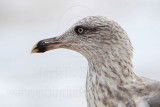 _MG_1974crop Lesser Black-backed Gull.jpg