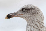 _MG_1974crop2 Lesser Black-backed Gull.jpg