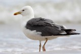 _MG_1998 Lesser Black-backed Gull.jpg