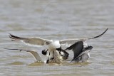 _MG_2091 Laughing Gull.jpg