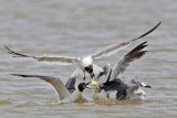 _MG_2092 Laughing Gull.jpg