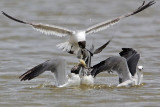 _MG_2093 Laughing Gull.jpg