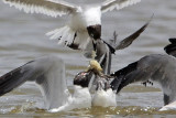 _MG_2093crop Laughing Gull.jpg