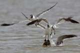 _MG_2112 Laughing Gull.jpg