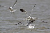 _MG_2113 Laughing Gull.jpg