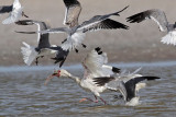 _MG_4742 Laughing Gull.jpg