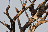 _MG_1717 Osprey.jpg