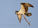 _MG_1779 Osprey.jpg
