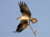 _MG_1780 Osprey.jpg