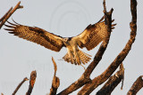 _MG_2095 Osprey.jpg