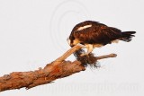 _MG_2341 Osprey.jpg