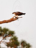 _MG_2353 Osprey.jpg