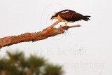 _MG_2377 Osprey.jpg