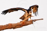 _MG_2390 Osprey.jpg
