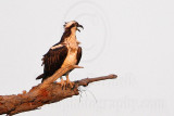 _MG_2416 Osprey.jpg